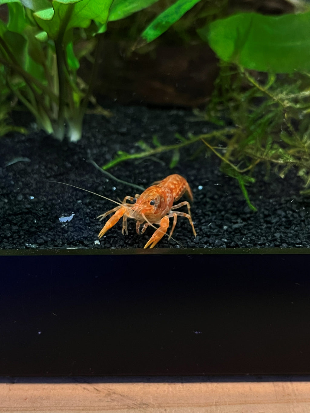 Tangerine Lobster Crayfish