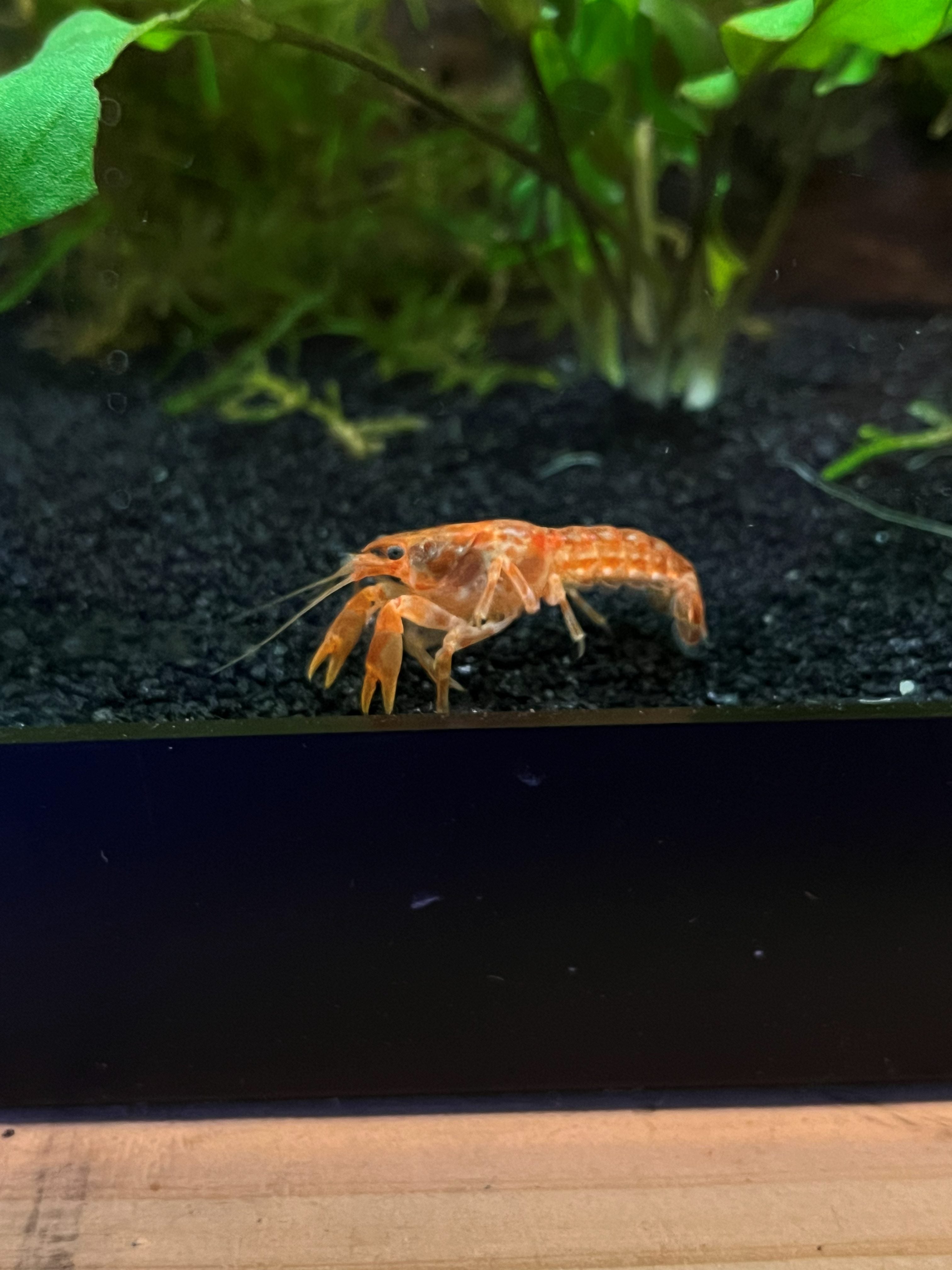 Tangerine Lobster Crayfish