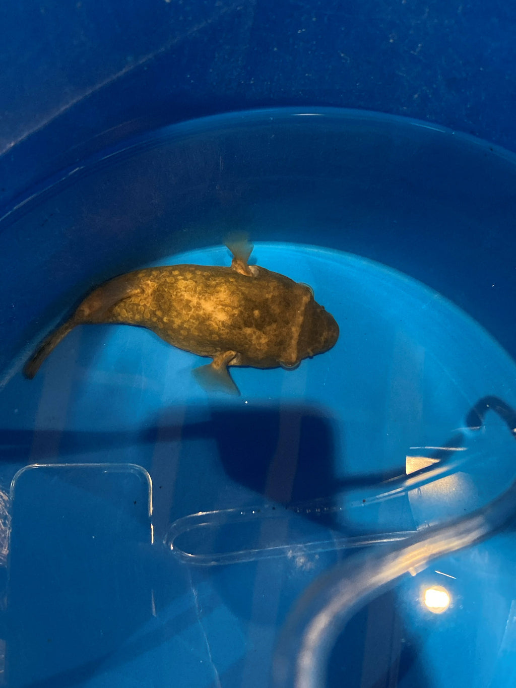 Rubber Lip Pleco (Chaetostoma sp.)