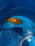Rubber Lip Pleco (Chaetostoma sp.)