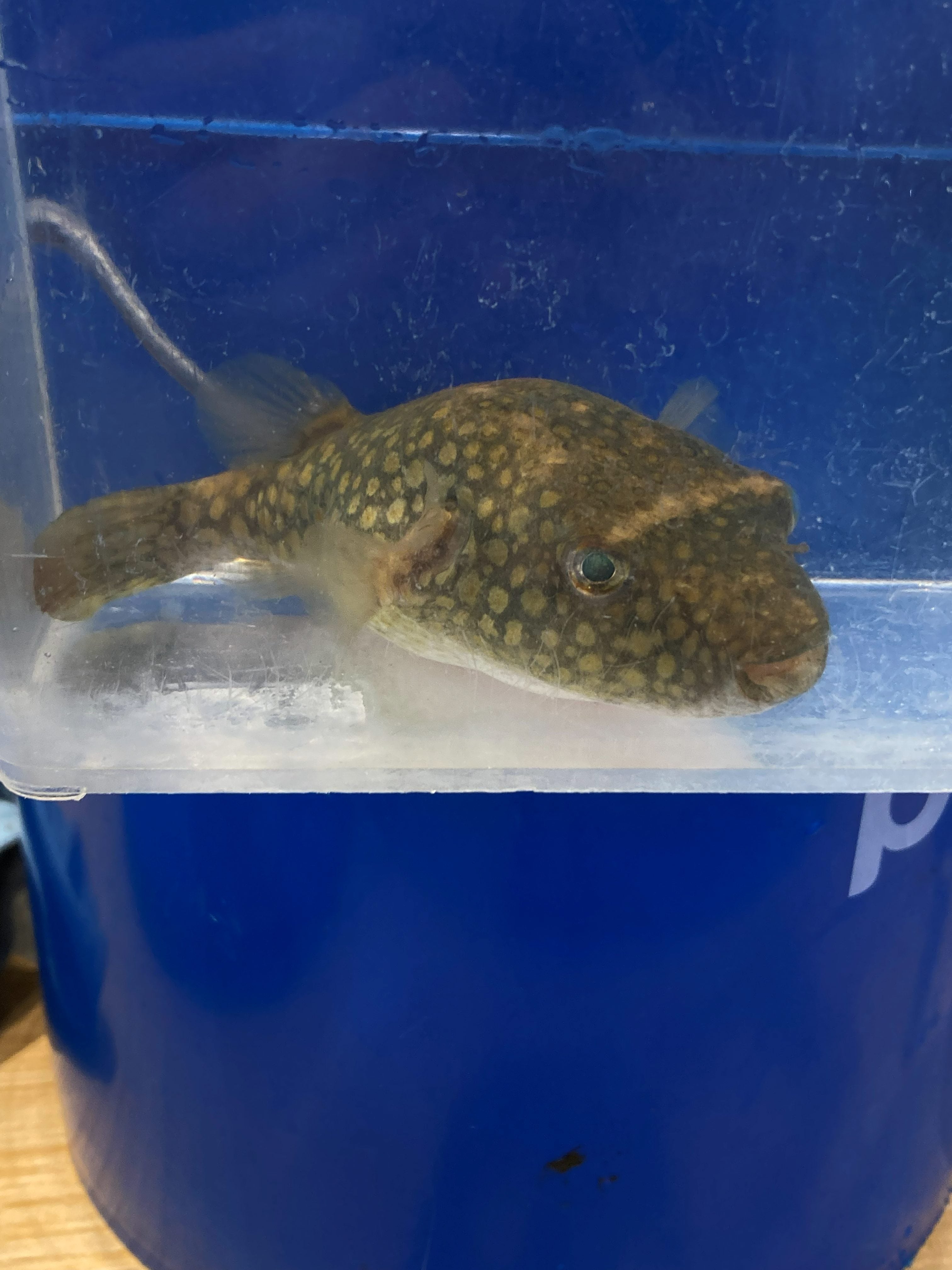 Rubber Lip Pleco (Chaetostoma sp.)