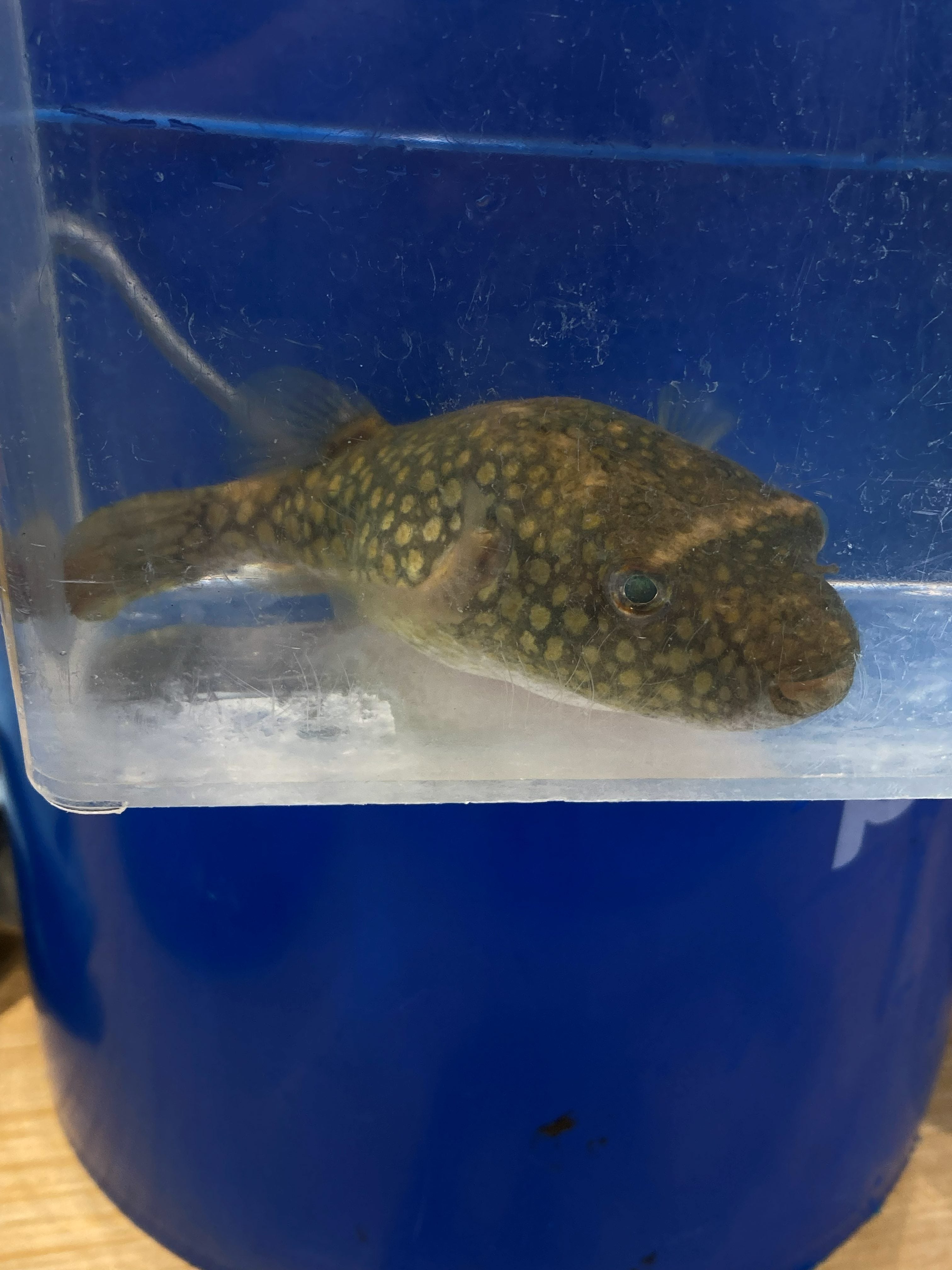 Rubber Lip Pleco (Chaetostoma sp.)