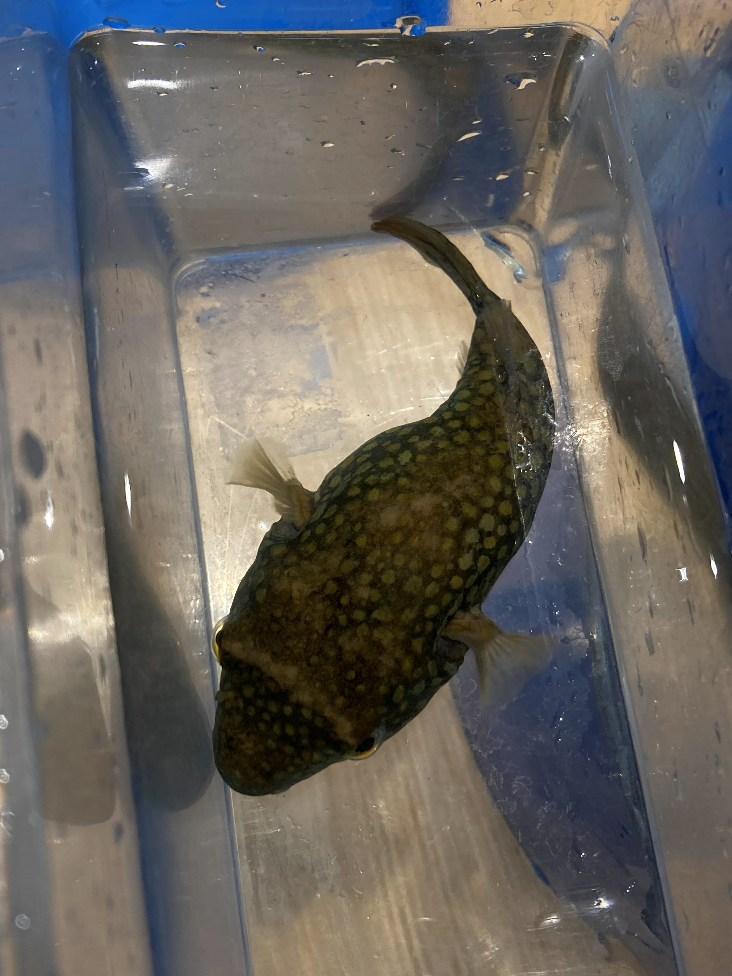 Rubber Lip Pleco (Chaetostoma sp.)