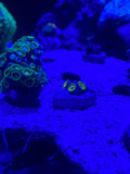 Eagle Eye Zoanthid