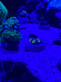 Neon Green Zoanthid