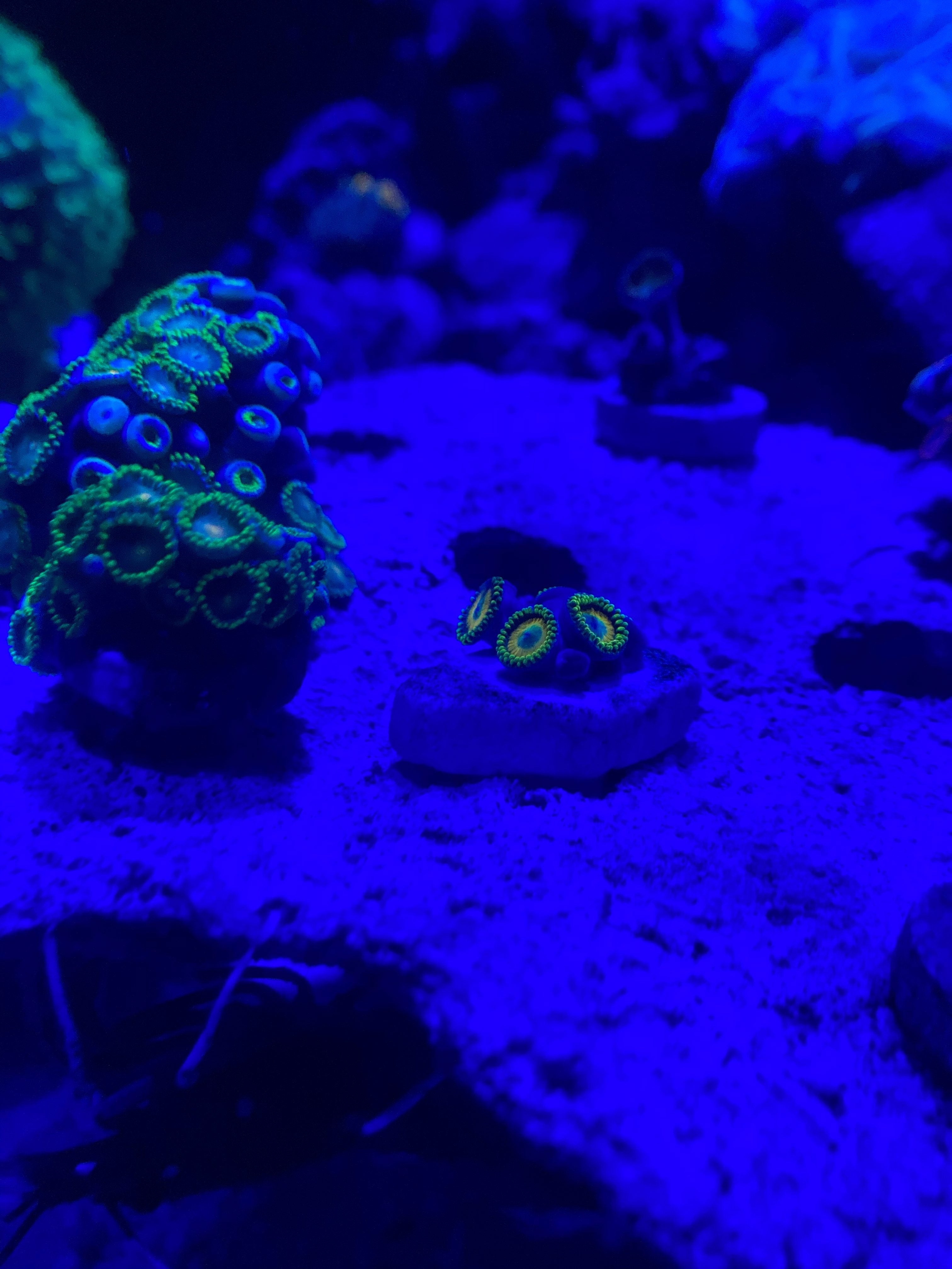 Eagle Eye Zoanthid