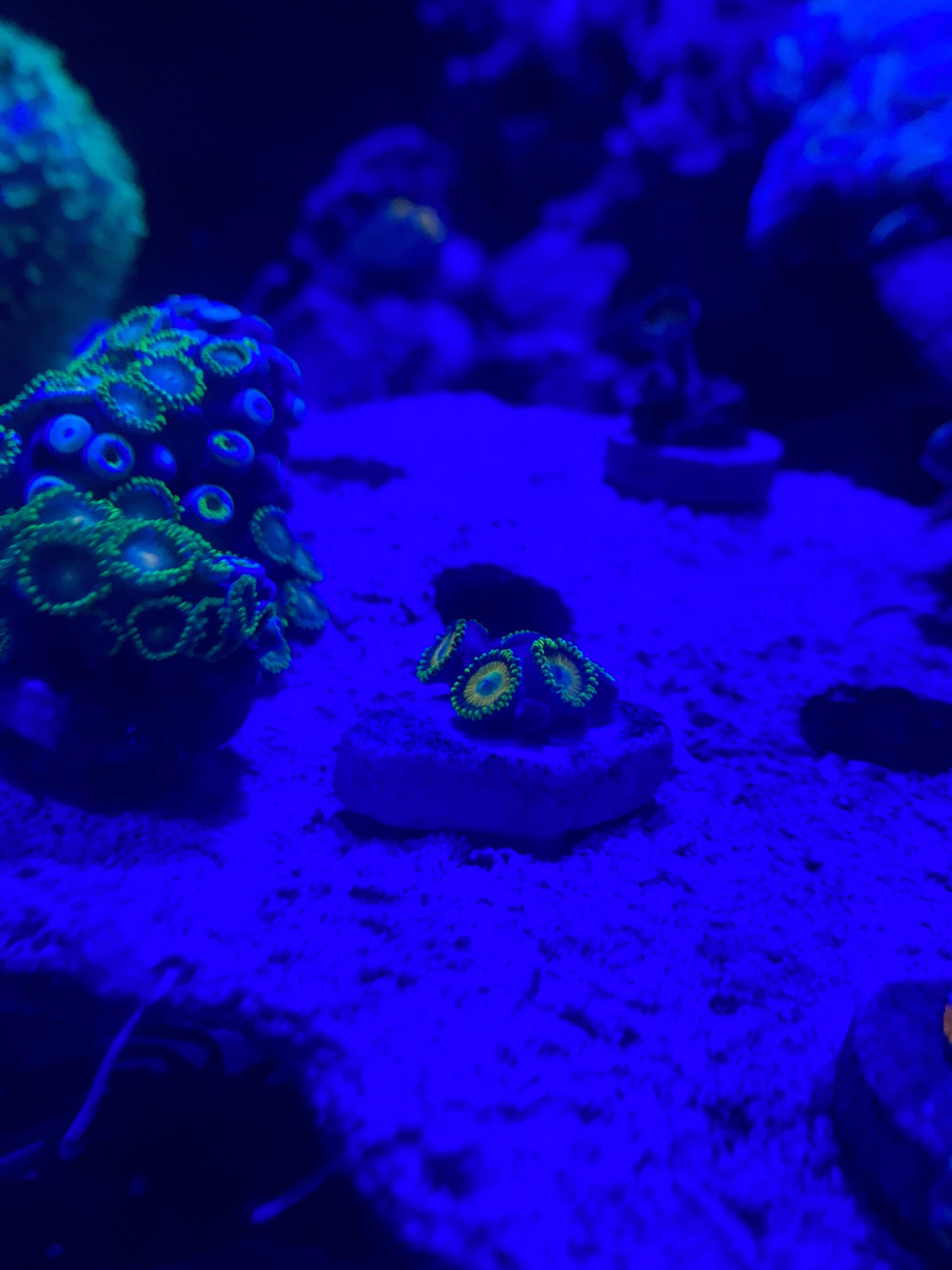 Neon Green Zoanthid