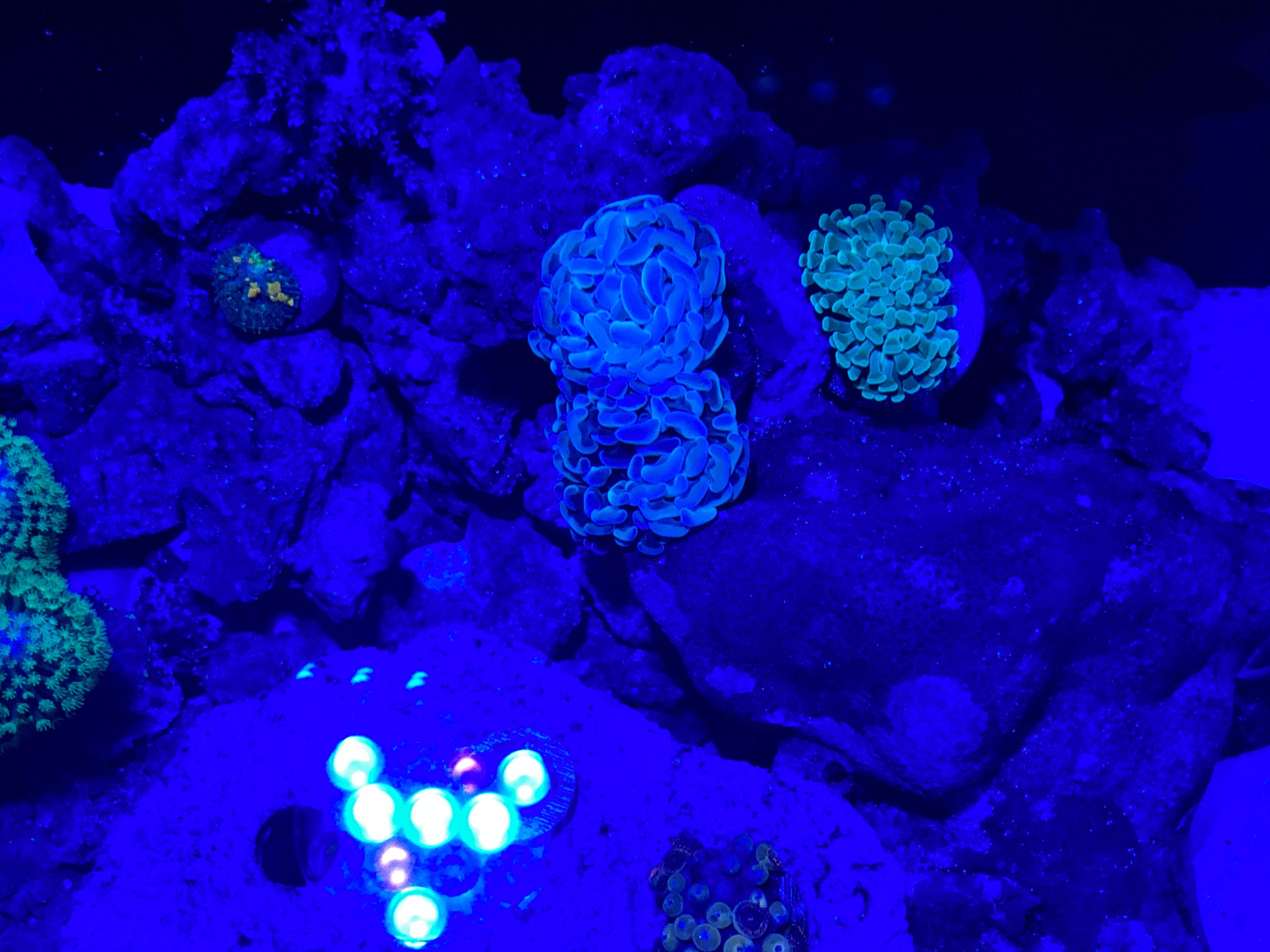Neon Green Zoanthid
