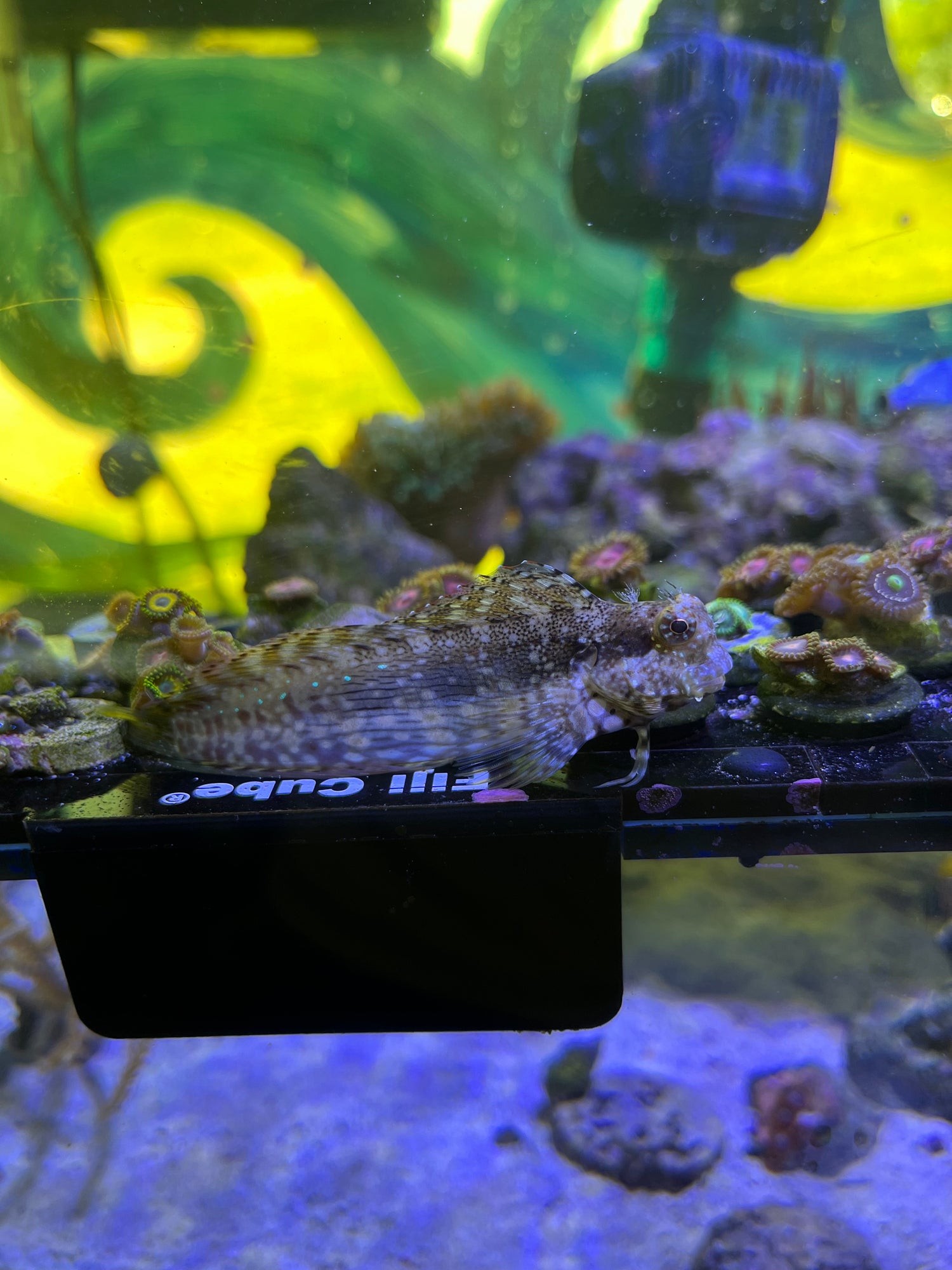 Lawnmower Blenny (Salarias fasciatus) resting on a ledge in a mixed reef aquarium beside zoanthid colonies