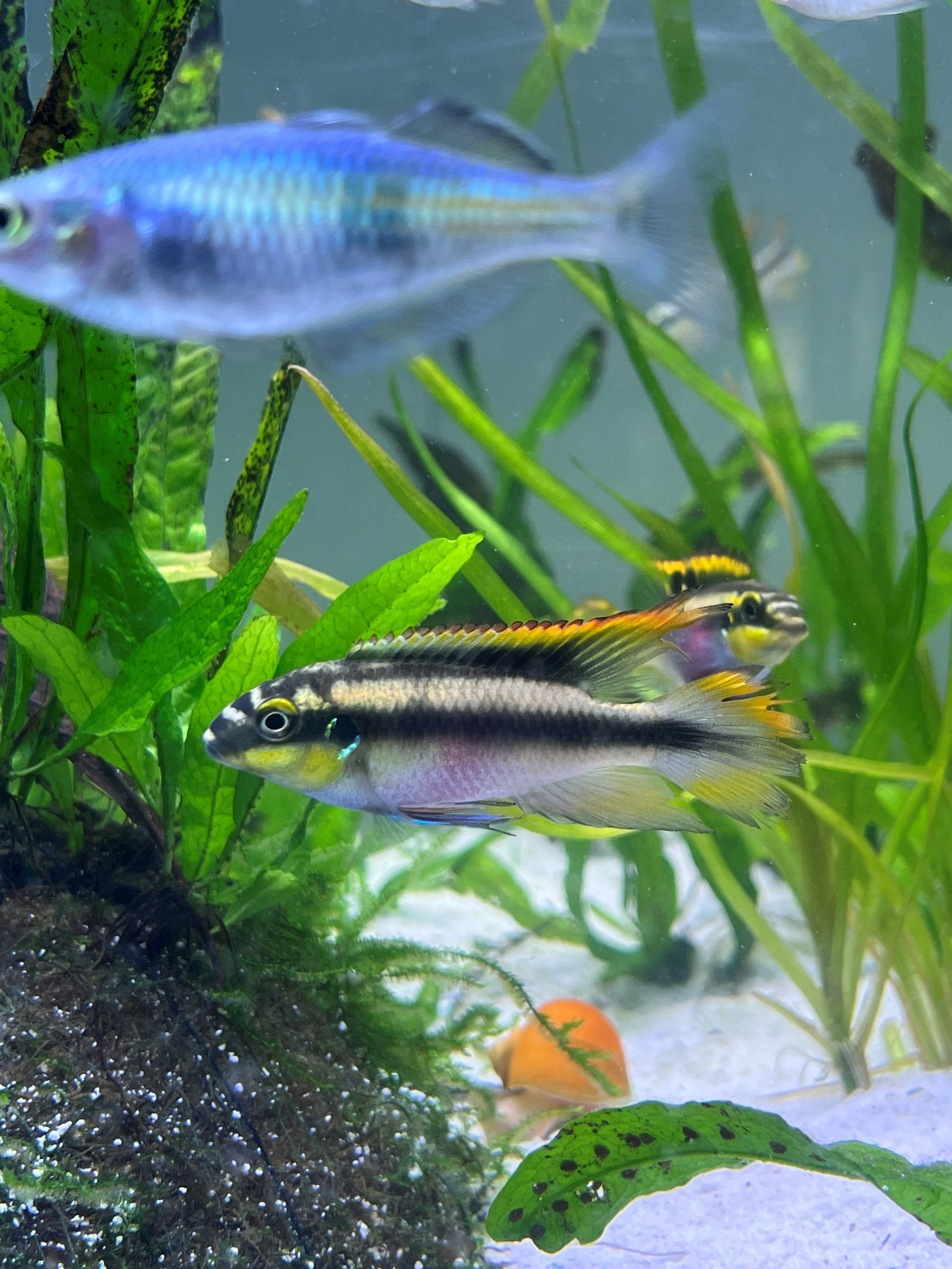 Residential aquarium maintenance — a healthy planted freshwater aquarium