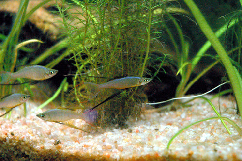 Albino Millennium Rainbowfish — Photo: Gianmaria Visconti, CC BY-SA 2.5, via Wikimedia Commons
