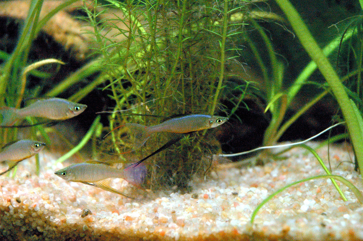 Albino Millennium Rainbowfish (Glossolepis pseudoincisus)