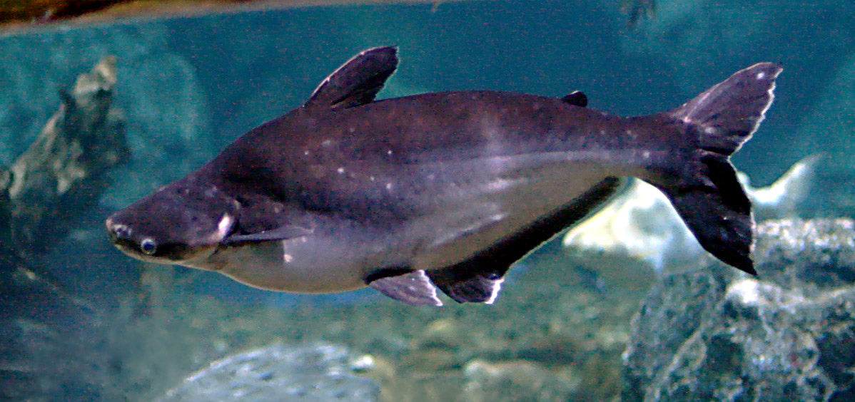 Tank-Raised Iridescent Shark (Pangasianodon hypophthalmus) — Photo: Lerdsuwa, CC BY-SA 3.0, via Wikimedia Commons