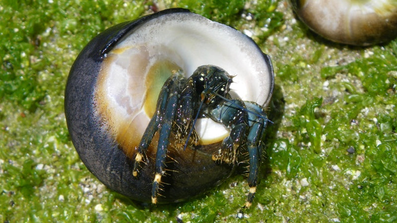 Green Leg Reef Hermit Crab