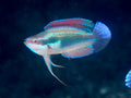 Temminicki Fairy Wrasse (Cirrhilabrus temminckii) — photo via Wikimedia Commons, CC BY-SA 3.0