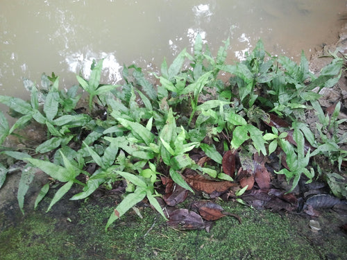"Windelov" Java Fern (Microsorum pteropus) — via Wikimedia Commons