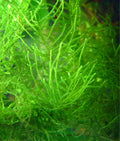Java Moss Mat (Taxiphyllum barbieri / Vesicularia dubyana)