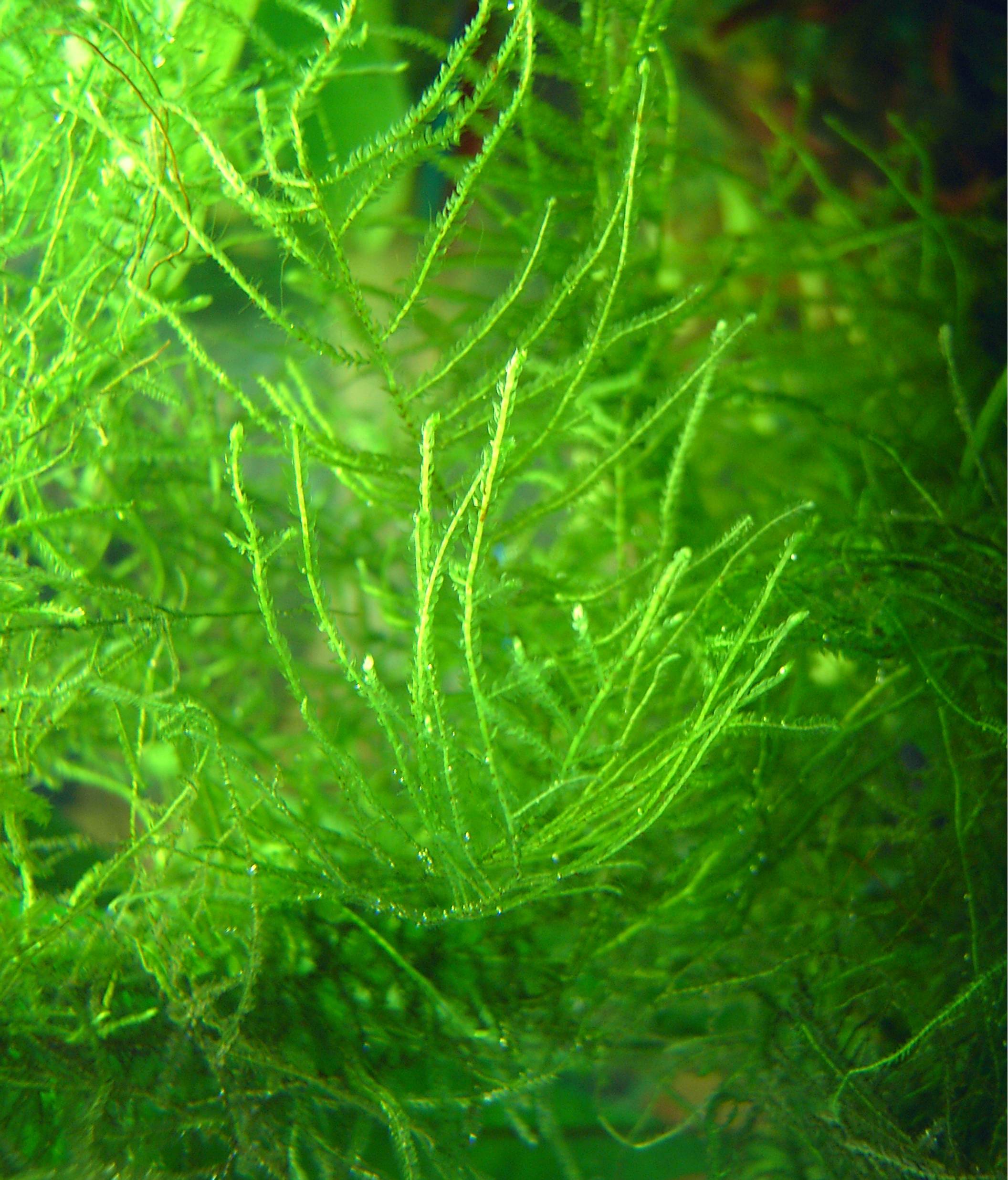 Java Moss Mat (Taxiphyllum barbieri / Vesicularia dubyana)