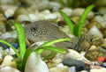 Corydoras Julii