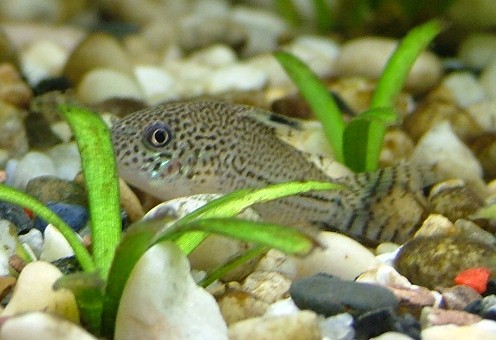 Corydoras Julii — photo: Merlin Senger, CC BY-SA 3.0, via Wikimedia Commons