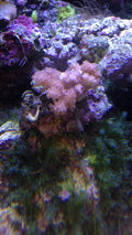 Tree Colt Leather Soft Coral (Klyxum sp.) — Photo: Aurélien JEANNE, CC BY-SA 2.0, via Wikimedia Commons