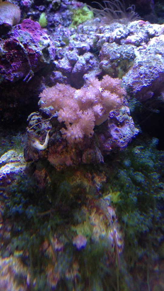 Tree Colt Leather Soft Coral