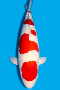 Red & White Koi — Kohaku Nishikigoi (Cyprinus rubrofuscus) — Photo: Martin Kammerer, CC BY-SA 4.0, via Wikimedia Commons