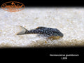 Orange Seam Pleco L106 (Hemiancistrus guahiborum)