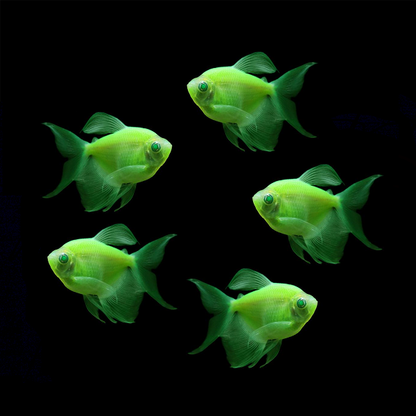 Long-Fin Electric Green GLO Tetra (Gymnocorymbus ternetzi)