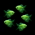 Long-Fin Electric Green GLO Tetra (Gymnocorymbus ternetzi)