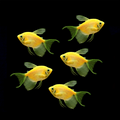 Long-Fin Sunburst Orange GLO Tetra (Gymnocorymbus ternetzi)