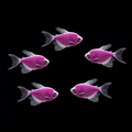 Long-Fin Galactic Purple GLO Tetra (Gymnocorymbus ternetzi)