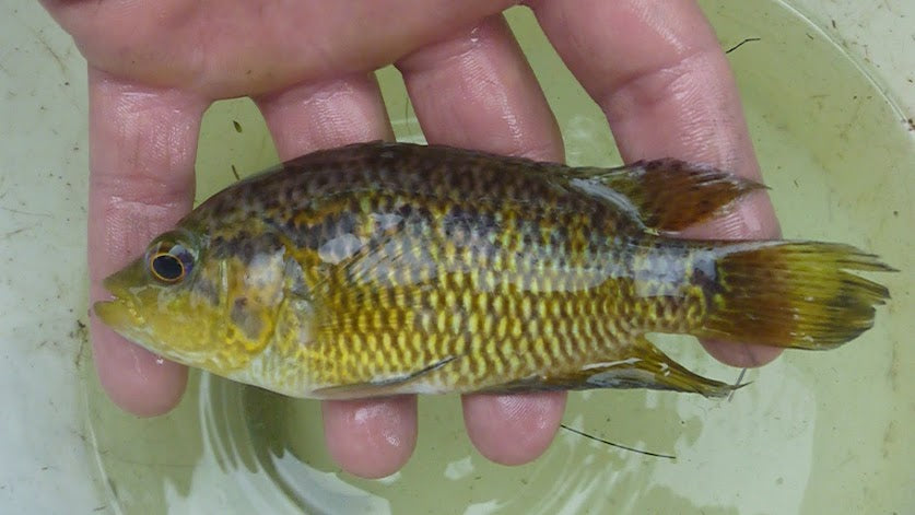 Yellow Guapote (Parachromis loisellei) - Photo: Pcv84, CC BY-SA 3.0, via Wikimedia Commons