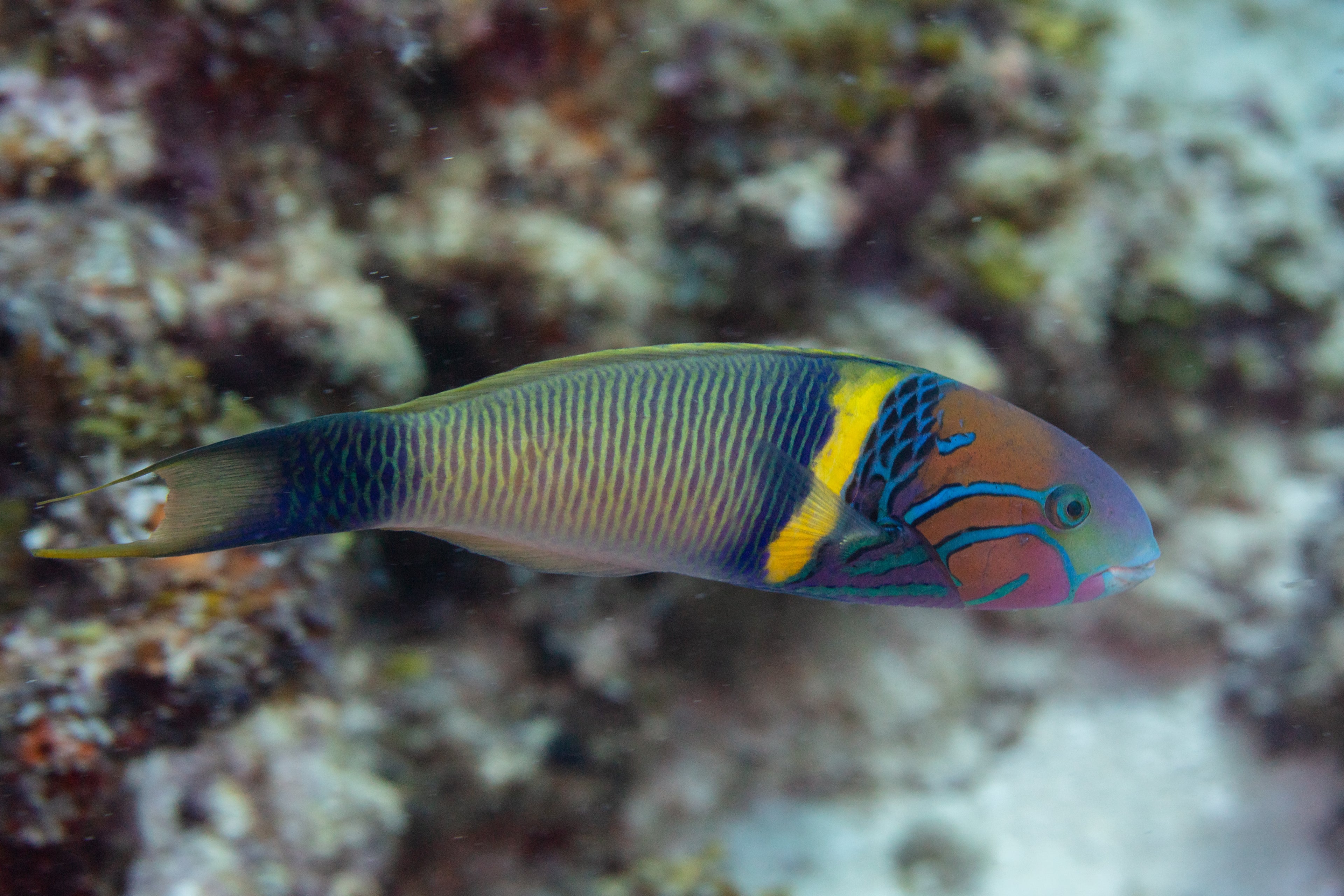 Gold Bar Wrasse (Thalassoma hebraicum) — Photo: Diego Delso, CC BY-SA 4.0, via Wikimedia Commons