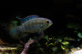Tank-Raised Curviceps Cichlid (Laetacara curviceps) — Photo: Dnoerholm, CC BY-SA 4.0, via Wikimedia Commons