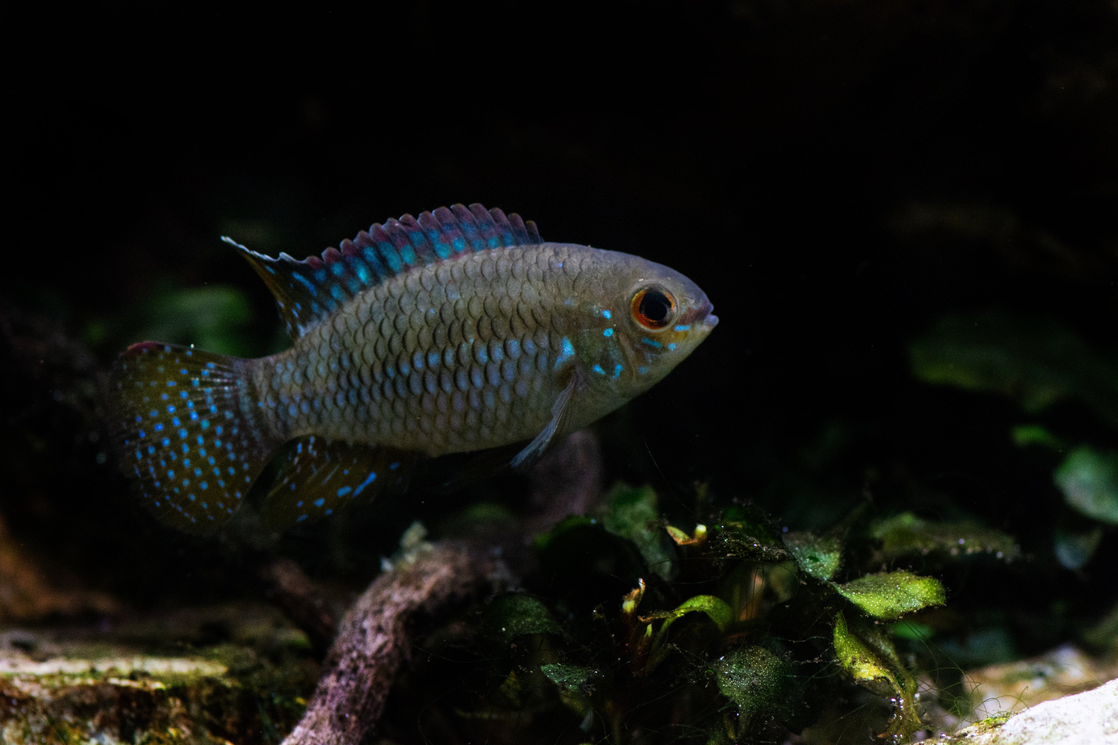 Tank-Raised Curviceps Cichlid (Laetacara curviceps) — Photo: Dnoerholm, CC BY-SA 4.0, via Wikimedia Commons