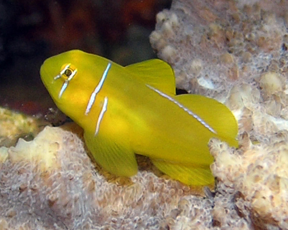 Yellow Citron Goby (Gobiodon citrinus)