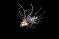Black Volitan Lionfish (Pterois volitans) in aquarium — Photo: Brian Gratwicke, CC BY 2.0, via Wikimedia Commons