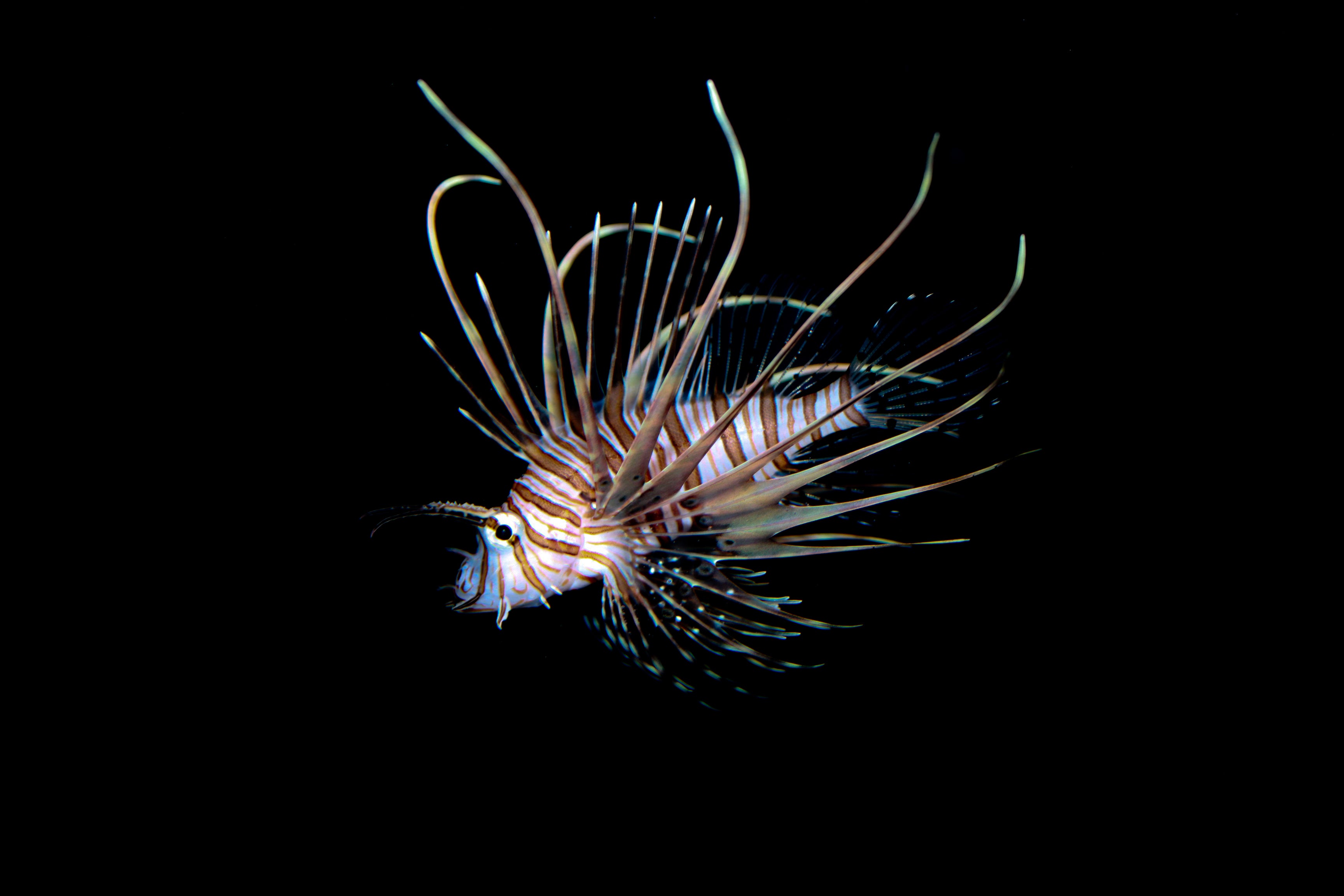 Black Volitan Lionfish (Pterois volitans) in aquarium — Photo: Brian Gratwicke, CC BY 2.0, via Wikimedia Commons