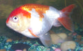 Red & White Lionhead Goldfish (Carassius auratus)