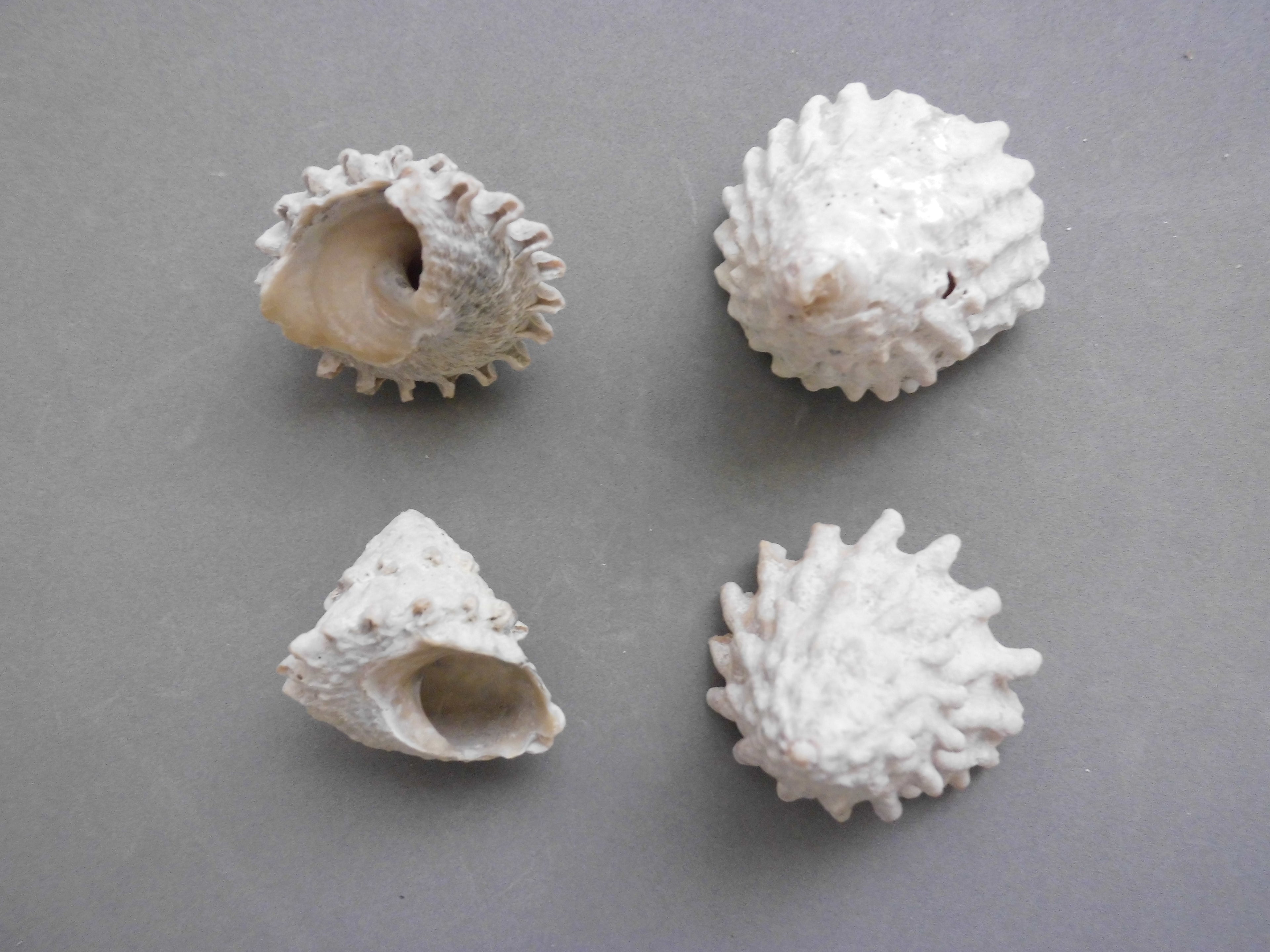 Astrea Snail (Lithopoma tectum) — Photo: Veronidae, CC BY-SA 3.0, via Wikimedia Commons