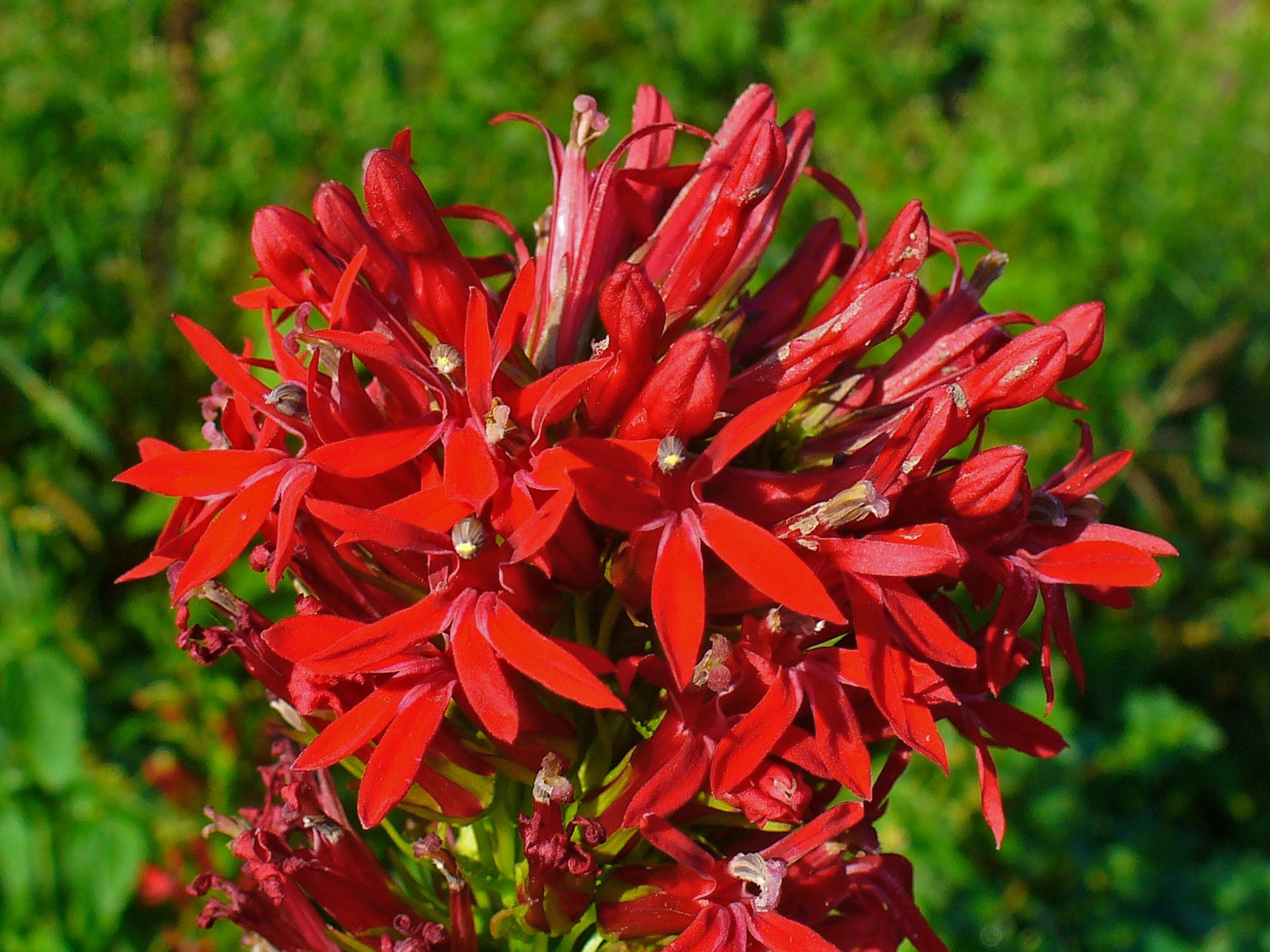 Lobelia cardinalis 'Mini' Tissue Culture (Lobelia cardinalis) — via Wikimedia Commons
