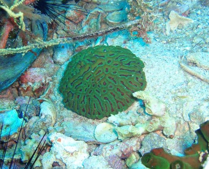 Neon Green Lobophyllia Coral (Lobophyllia hemprichii) — Photo: Chaloklum Diving, CC BY 3.0, via Wikimedia Commons