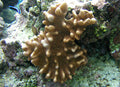 Green Devil's Finger Leather Coral (Lobophytum) — Photo: NPS photo - Eva DiDonato, Public domain, via Wikimedia Commons