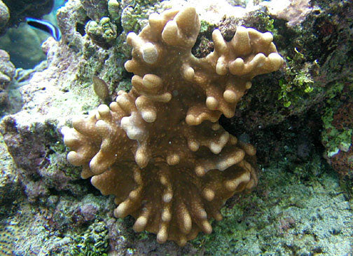 Green Devil's Finger Leather Coral (Lobophytum) — Photo: NPS photo - Eva DiDonato, Public domain, via Wikimedia Commons