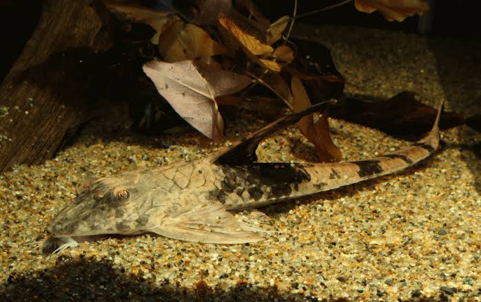 Chameleon Loricaria (Loricaria simillima) — Photo: Ckf6412, CC BY-SA 4.0, via Wikimedia Commons