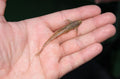 Whiptail Catfish (Rineloricaria sp.) — Photo: Clinton & Charles Robertson, CC BY 2.0, via Wikimedia Commons
