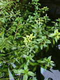 Ludwigia Arcuata — Photo: Krzysztof Ziarnek, Kenraiz, CC BY-SA 4.0, via Wikimedia Commons