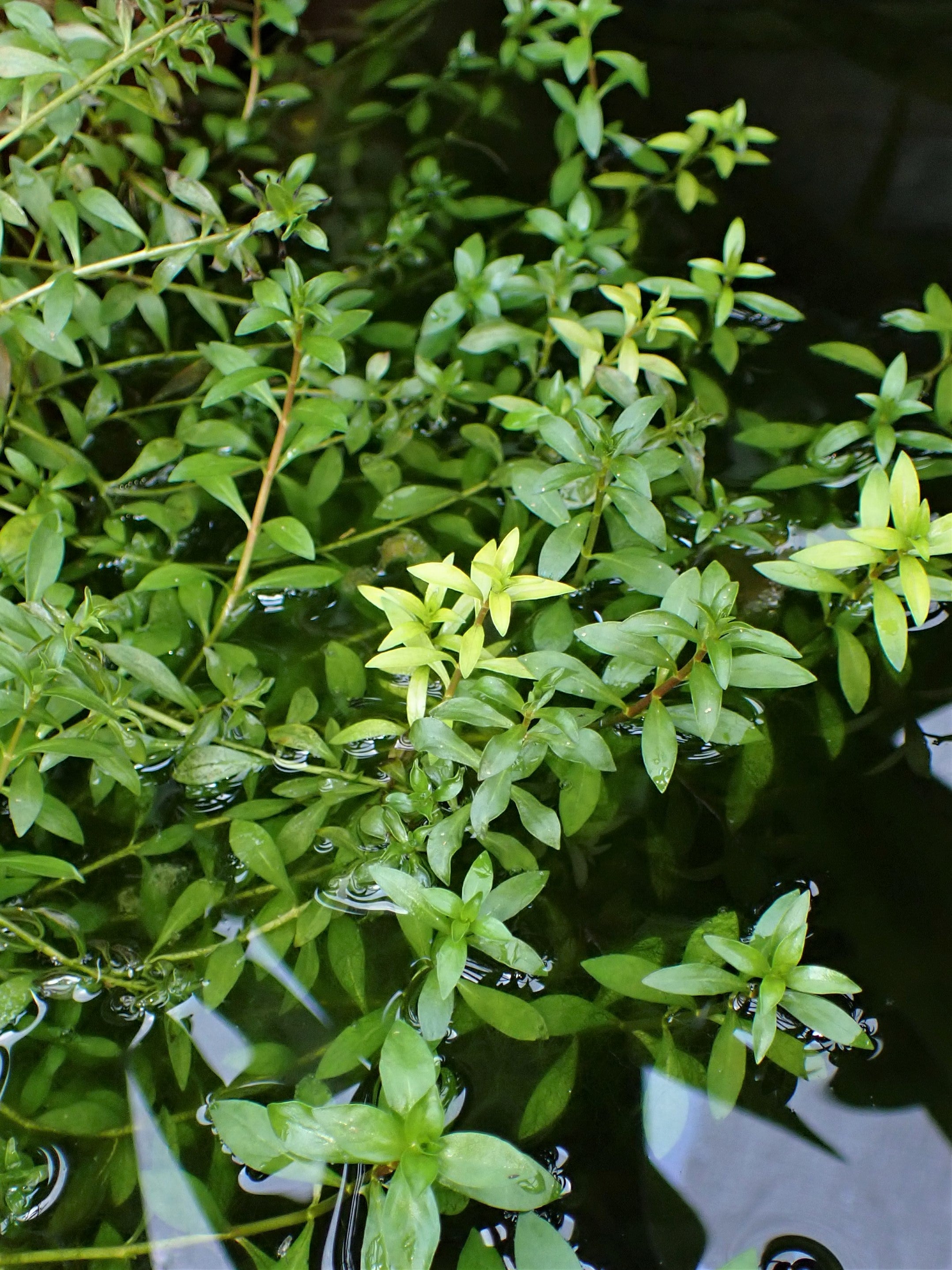 Ludwigia Arcuata — Photo: Krzysztof Ziarnek, Kenraiz, CC BY-SA 4.0, via Wikimedia Commons