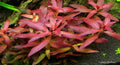 Ludwigia Big Leaf Dark (Ludwigia sp.) — via Wikimedia Commons